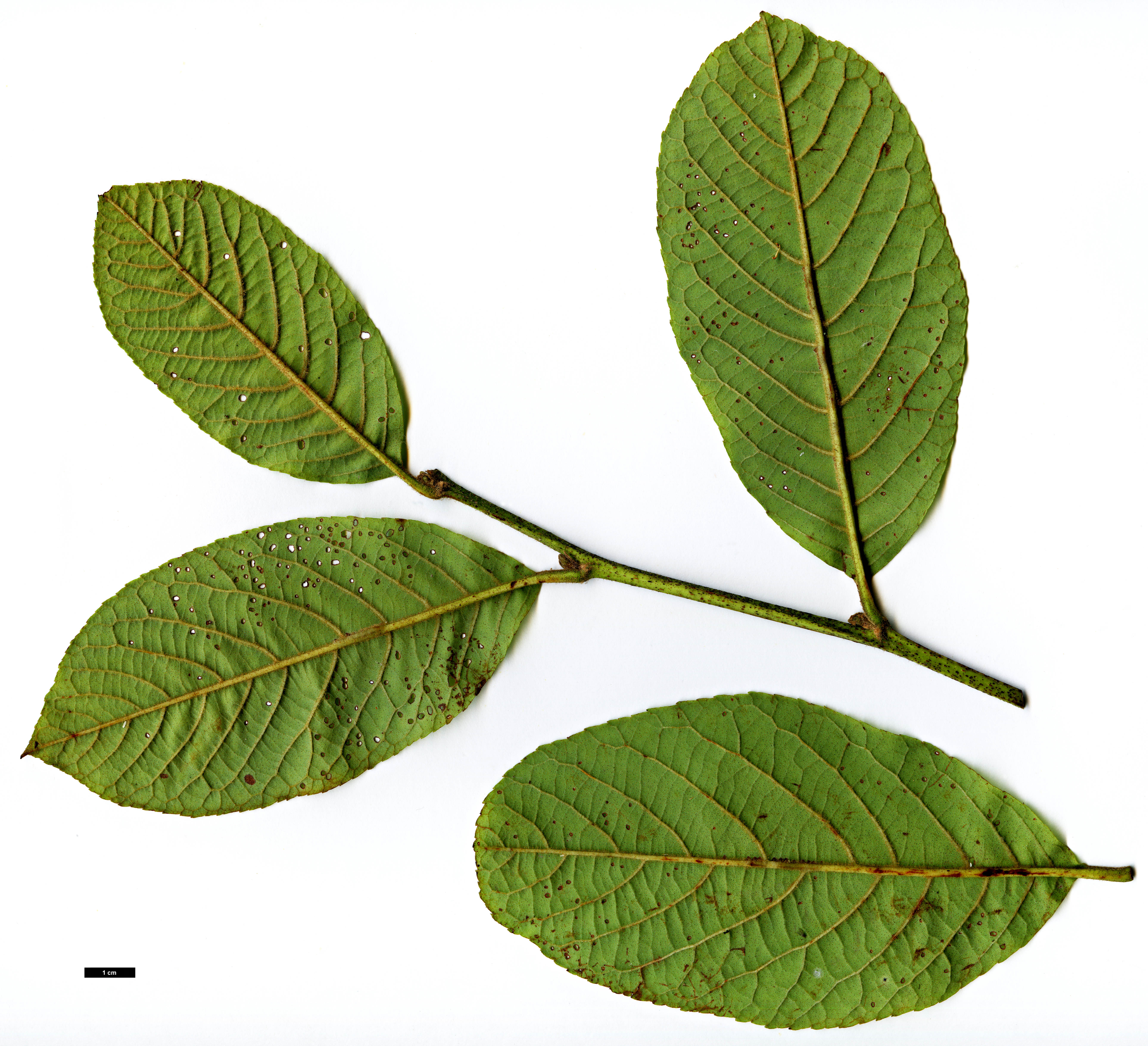High resolution image: Family: Betulaceae - Genus: Alnus - Taxon: ferdinandi-coburgii 